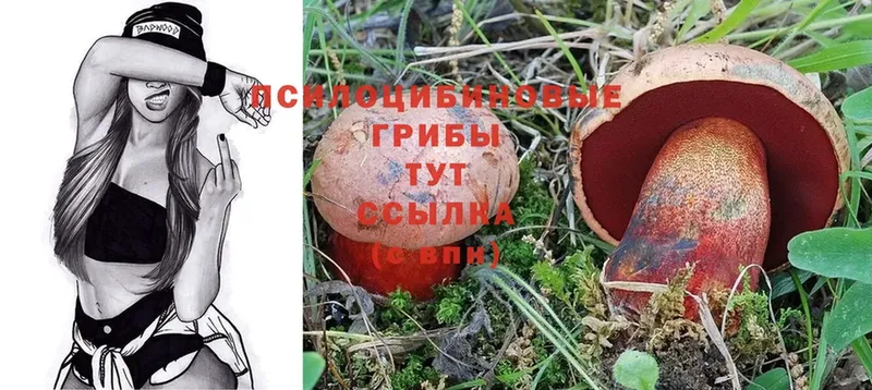 Псилоцибиновые грибы Cubensis Кимры